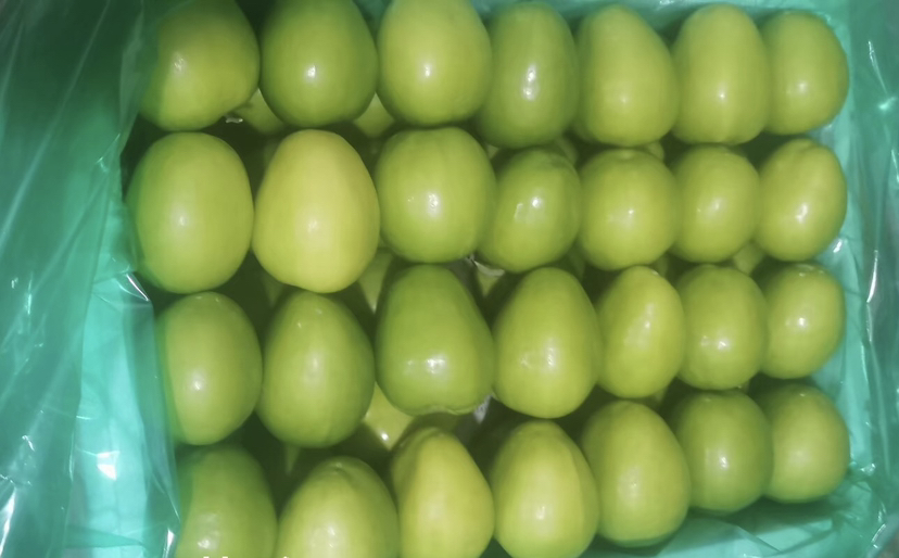 新鲜成熟的大青枣果实,表皮青绿,果肉饱满 大青枣果实特写