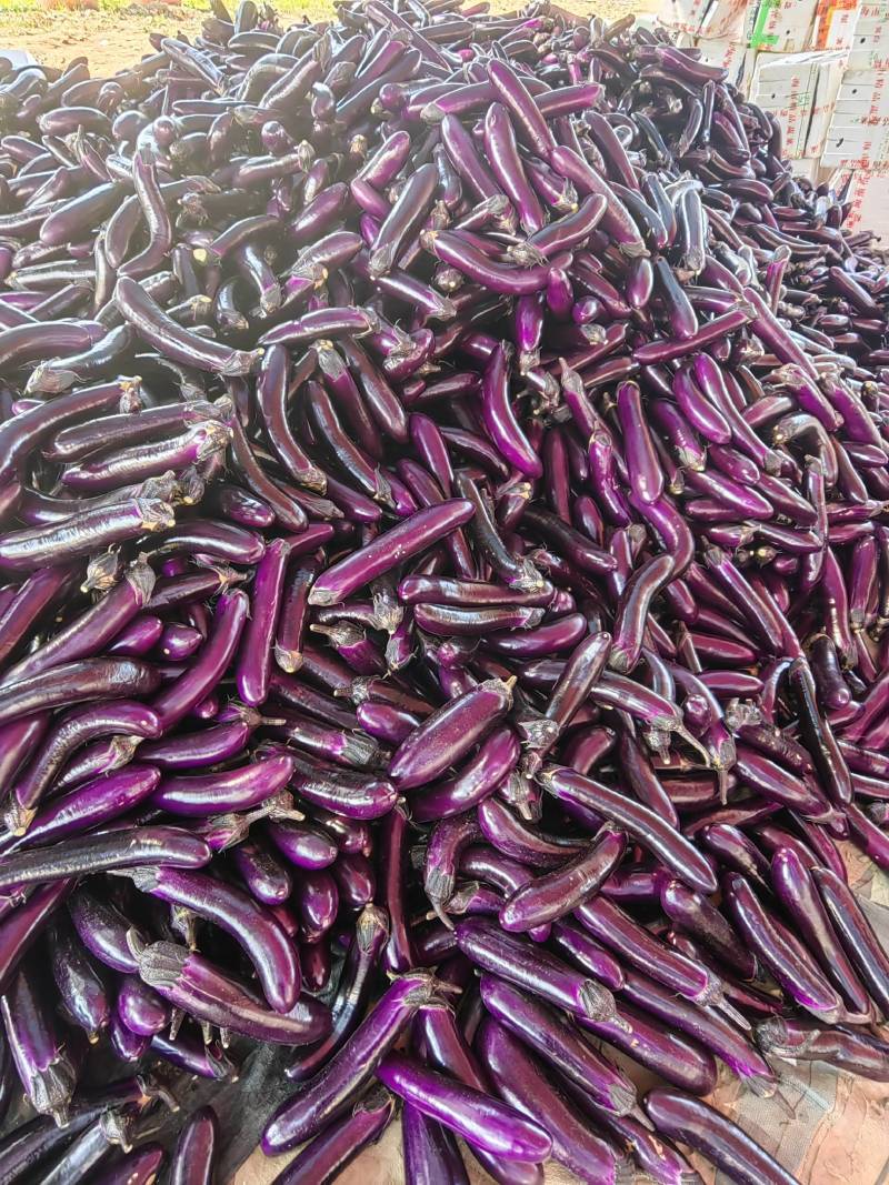 茄子海南长茄子紫色茄子
