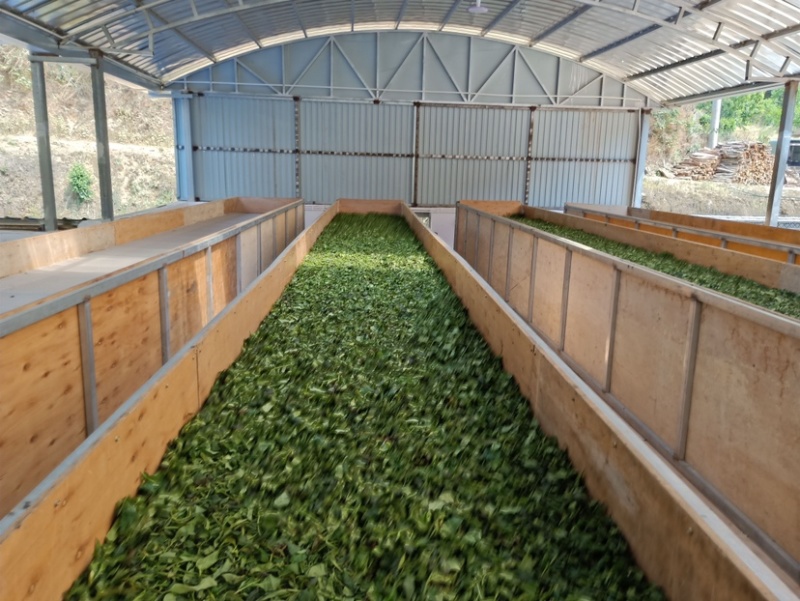 云南凤庆滇红茶宝塔蜜香花香麦芽香薯香古树红茶批发