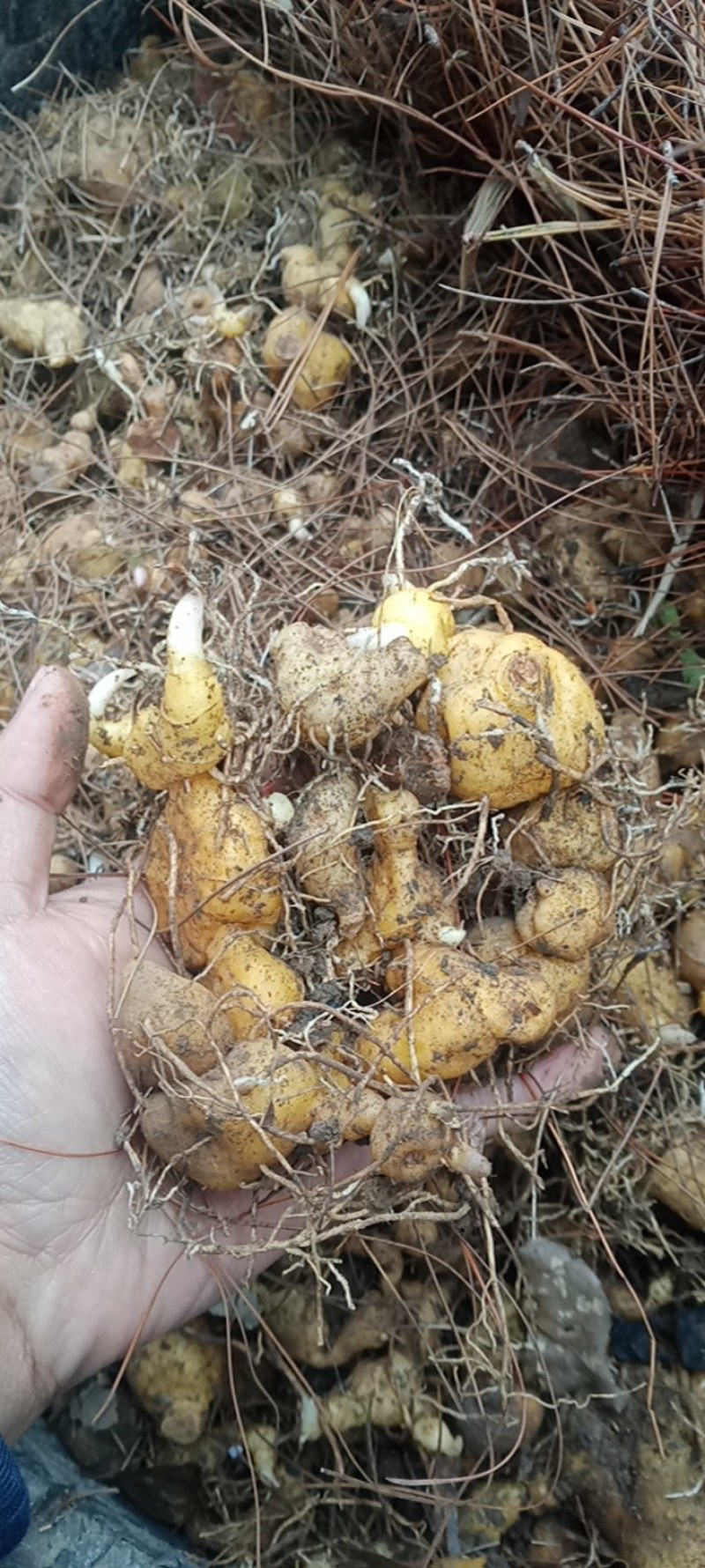 颠黄精种茎