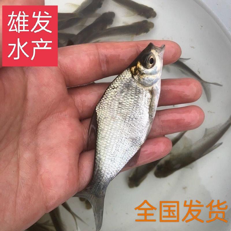 武昌鱼苗三角鲂边鱼鳊鱼/渔场直供/易养活
