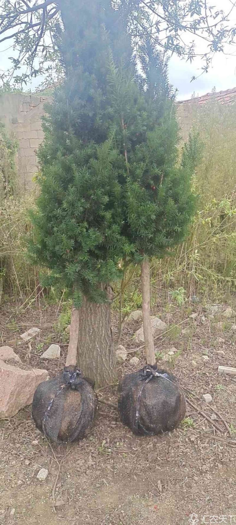 精品独杆曼地亚红豆杉