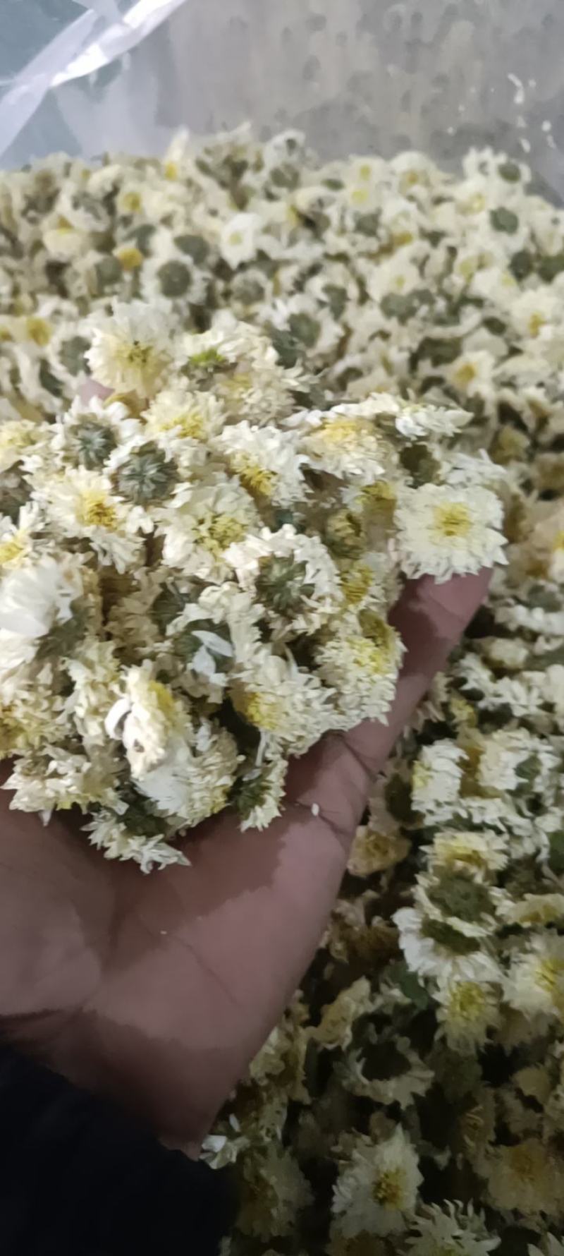 黄山本地贡菊，一手货源，价格可谈，诚信经营