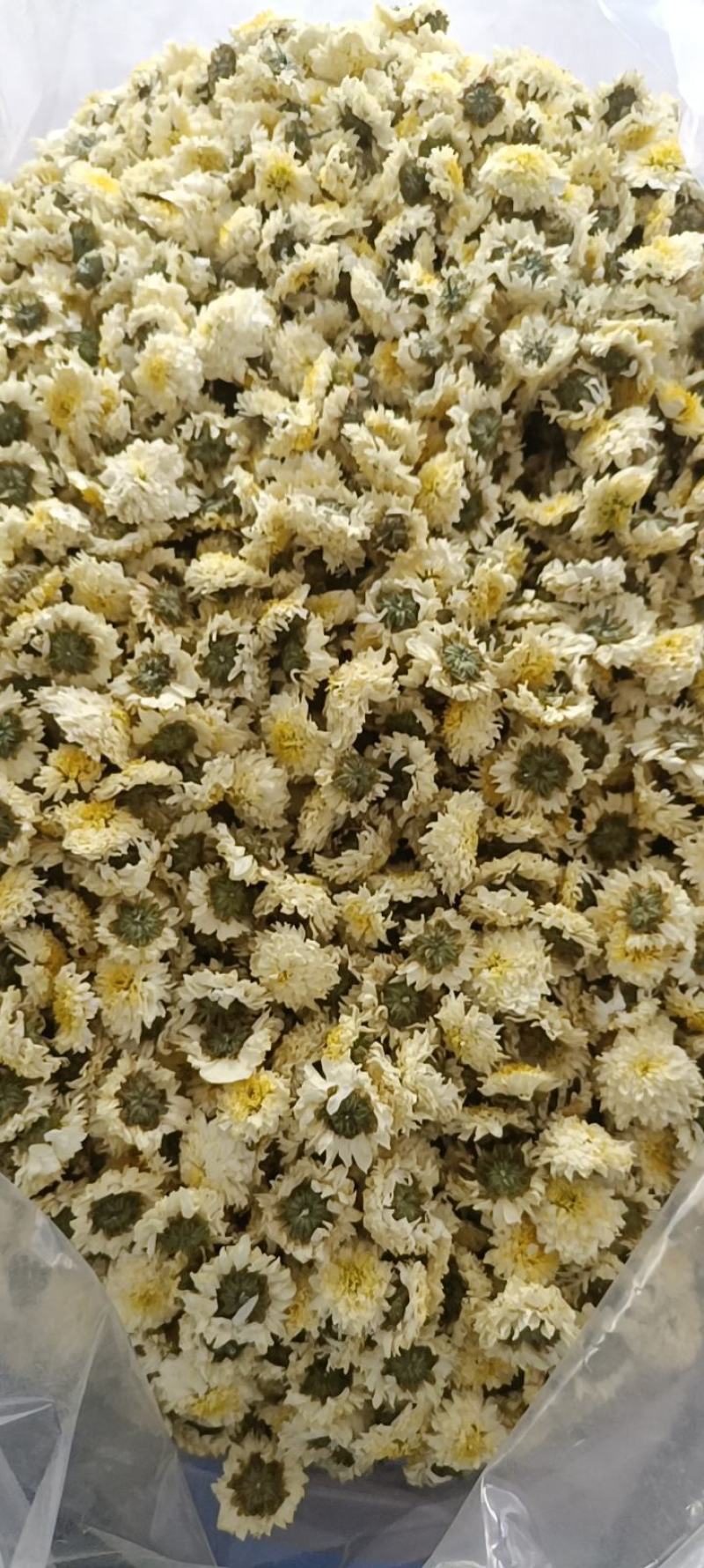 黄山本地贡菊，一手货源，价格可谈，诚信经营