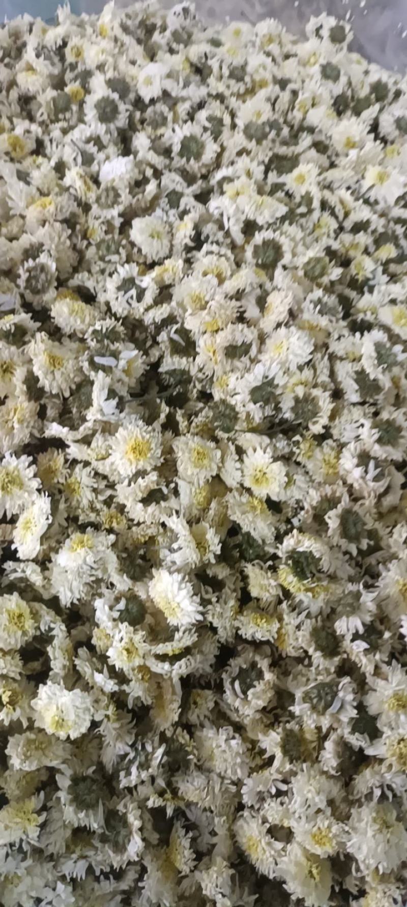 黄山本地贡菊，一手货源，价格可谈，诚信经营