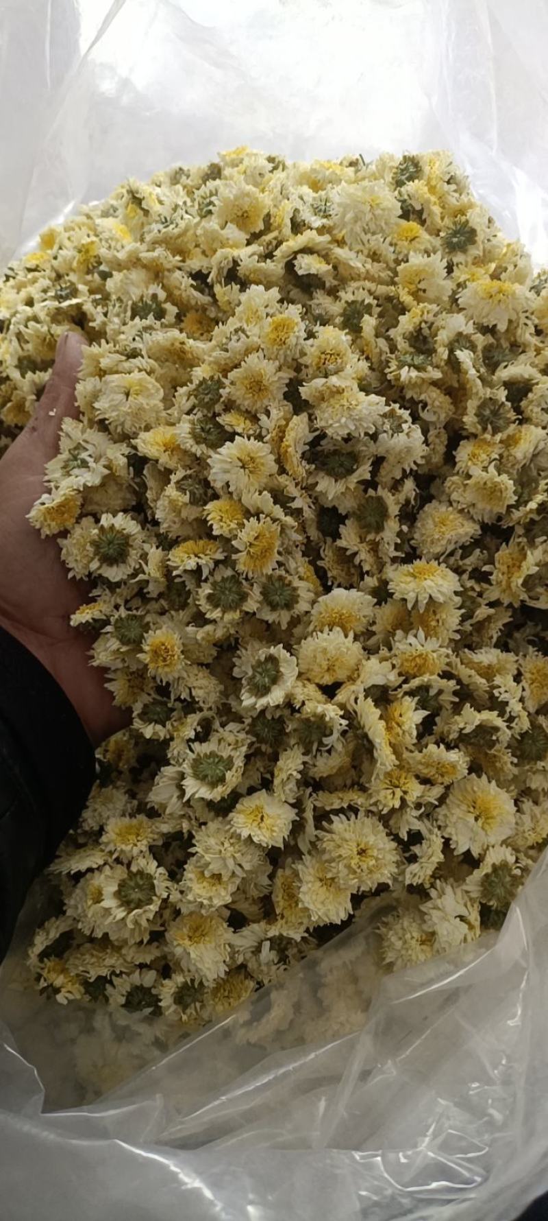 黄山本地贡菊，一手货源，价格可谈，诚信经营