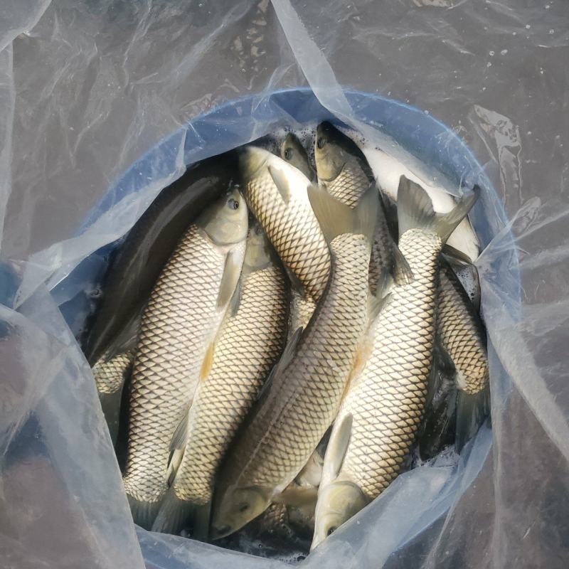 高品质草鱼量大从优。基地发货欢迎来电咨询