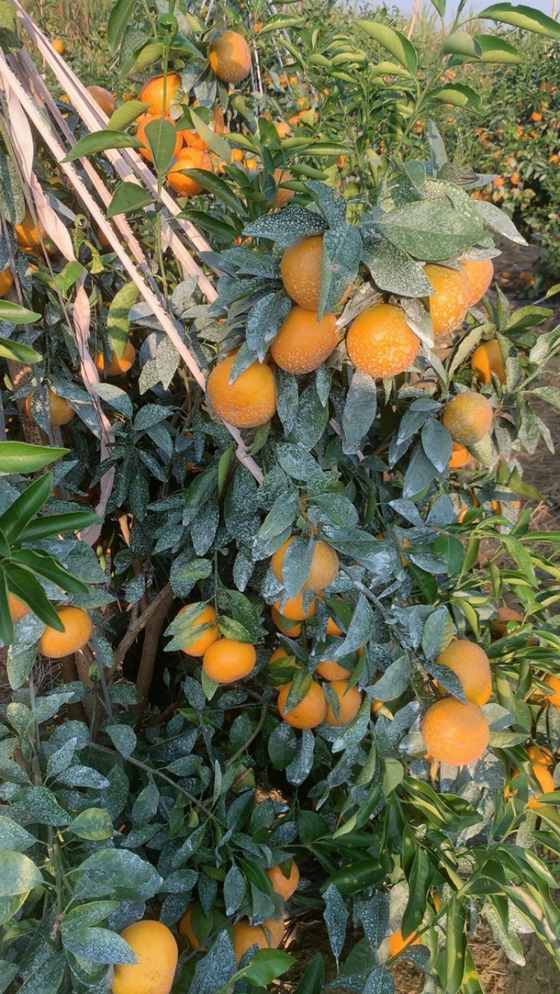 沃柑，大量上市