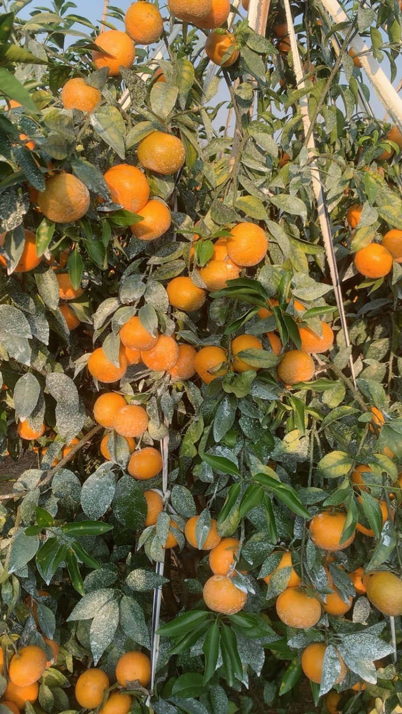 沃柑，大量上市