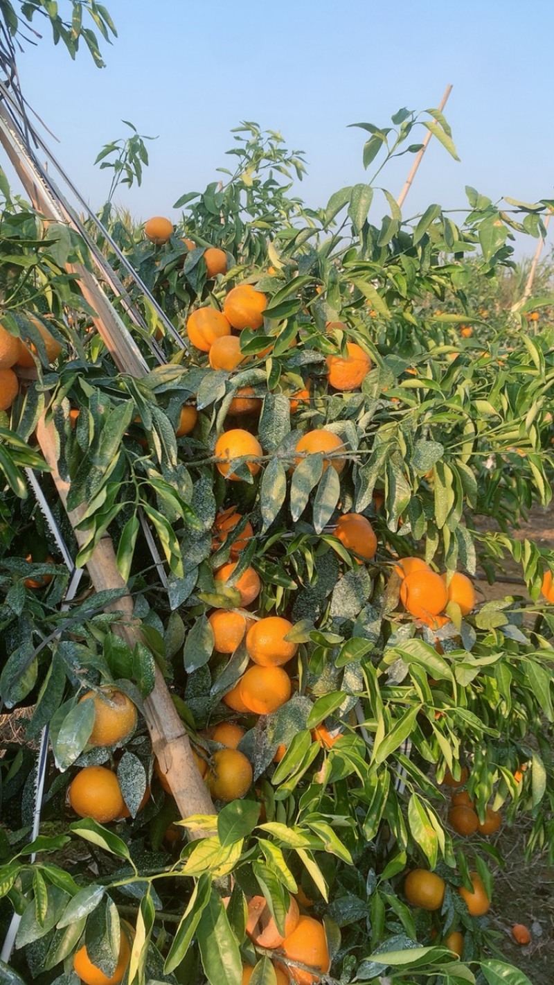 沃柑，大量上市