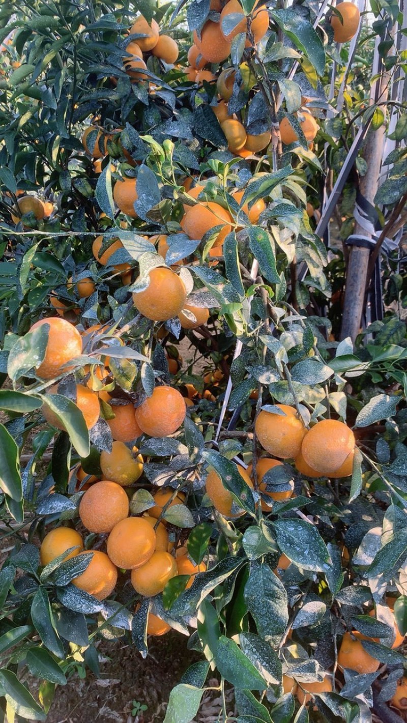 沃柑，大量上市