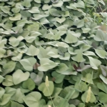 烟薯苗，红薯苗15~25cm，脱毒红薯苗，西瓜红苗