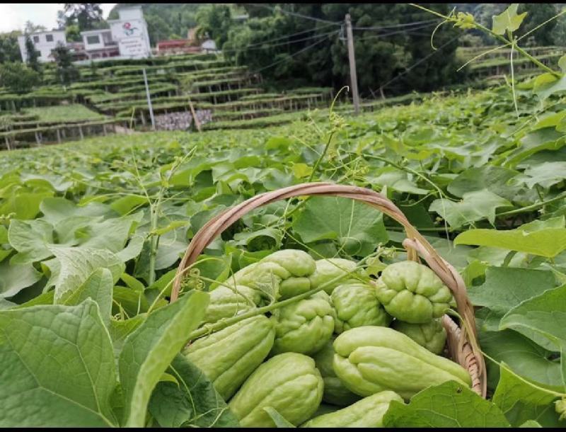 贵州佛手瓜基地种植大量供应对接全国各地