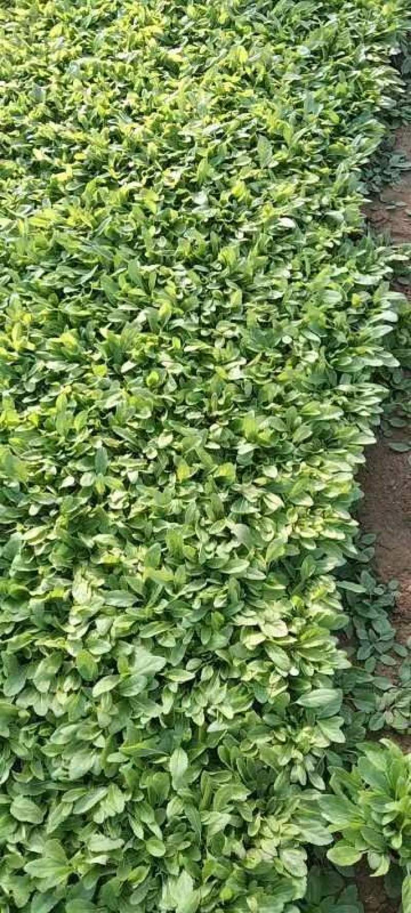 地被鼠尾草，大盆，小杯的，冠幅大，质量优，量大从优