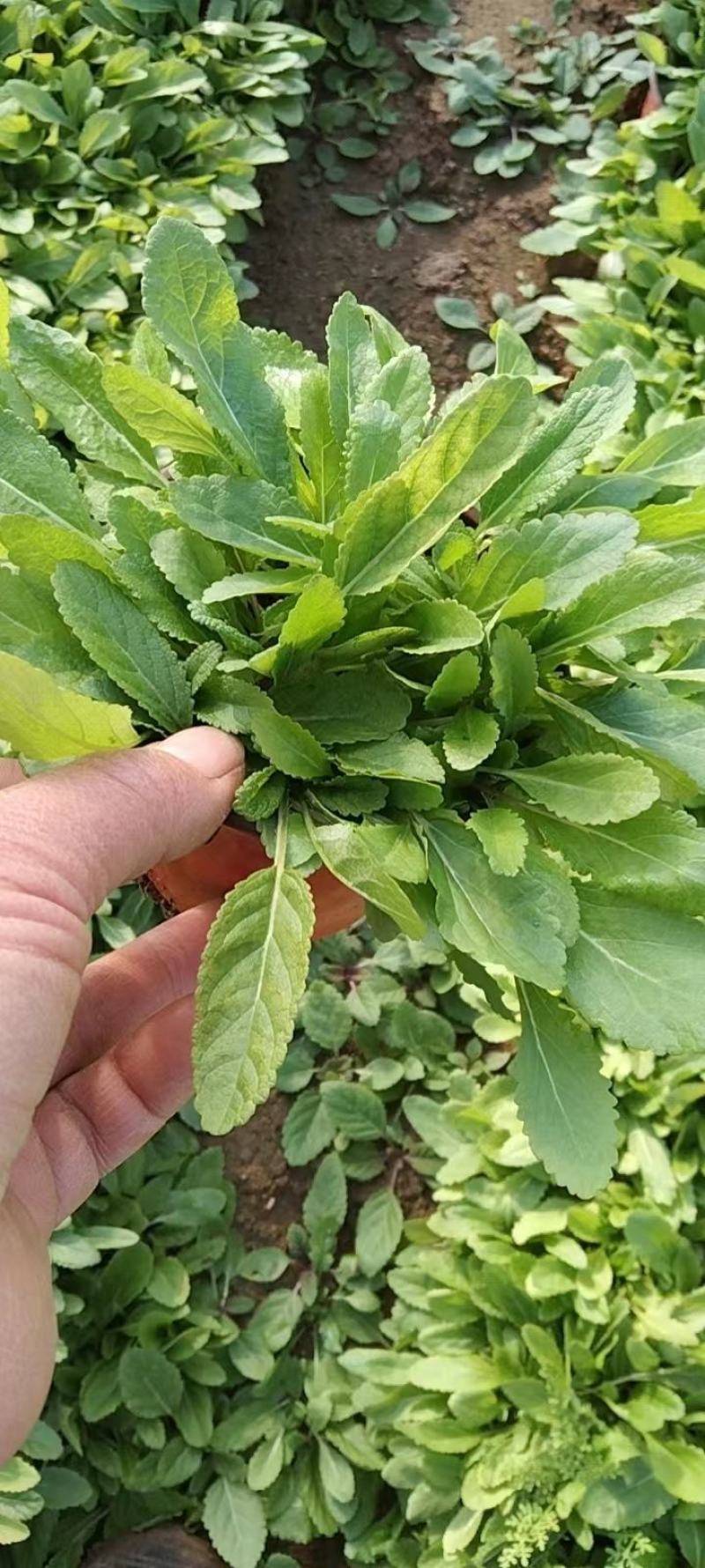 地被鼠尾草，大盆，小杯的，冠幅大，质量优，量大从优