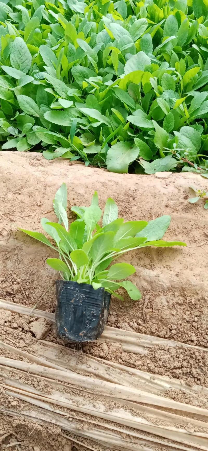地被鼠尾草，大盆，小杯的，冠幅大，质量优，量大从优