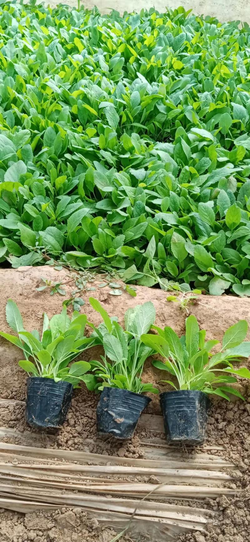 地被鼠尾草，大盆，小杯的，冠幅大，质量优，量大从优