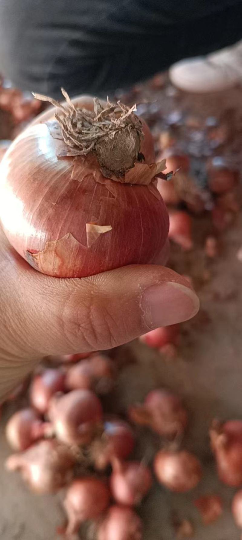 手选大毛葱