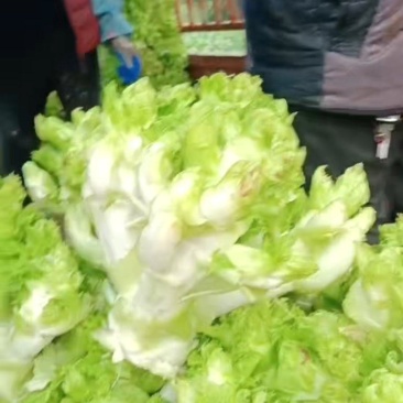儿菜，儿菜***********大心子