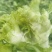 儿菜，儿菜***********大心子