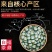 陈皮白茶新会陈皮正宗福鼎白茶寿眉老白茶小茶饼果香茶