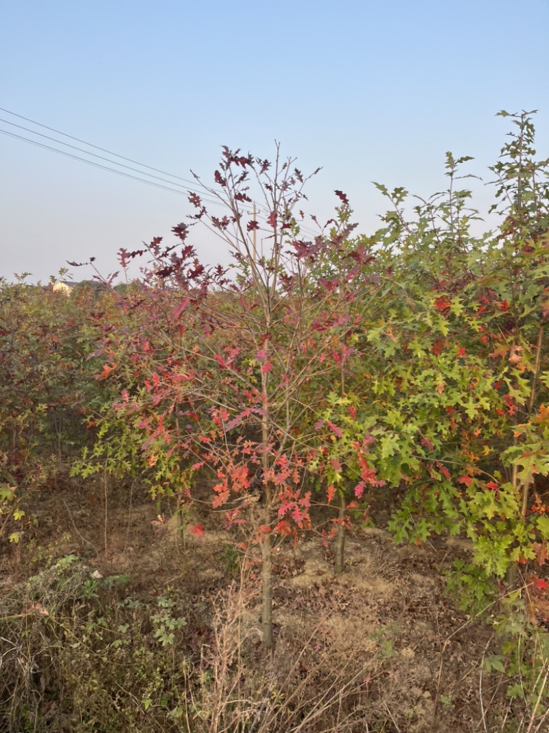 娜塔栎舒玛栎柳叶栎沼生红栎各种规格都有