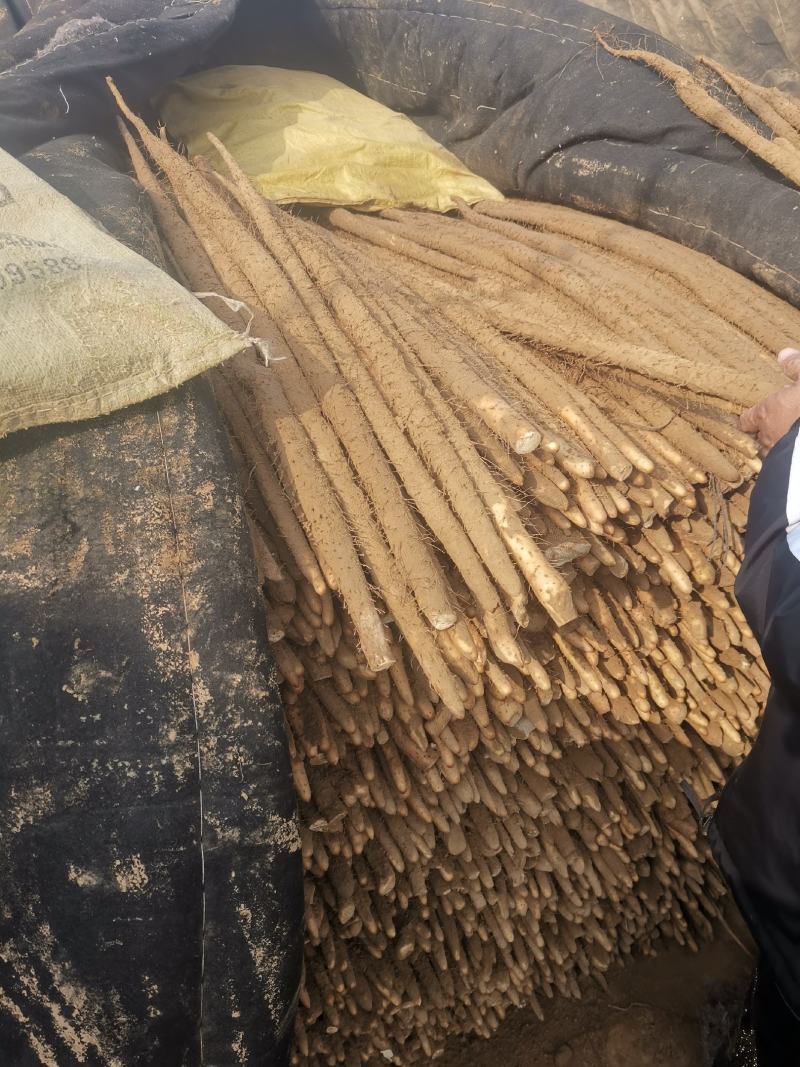 本处经营各种品类麻山药，代购代发，诚信经营质量保证