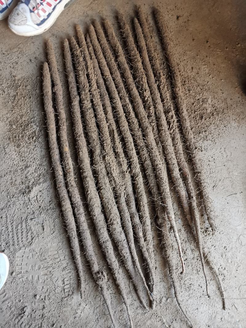本处经营各种品类麻山药，代购代发，诚信经营质量保证