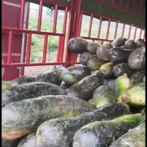 青皮黑大冬瓜，瓜长瓜大，无泡瓜
