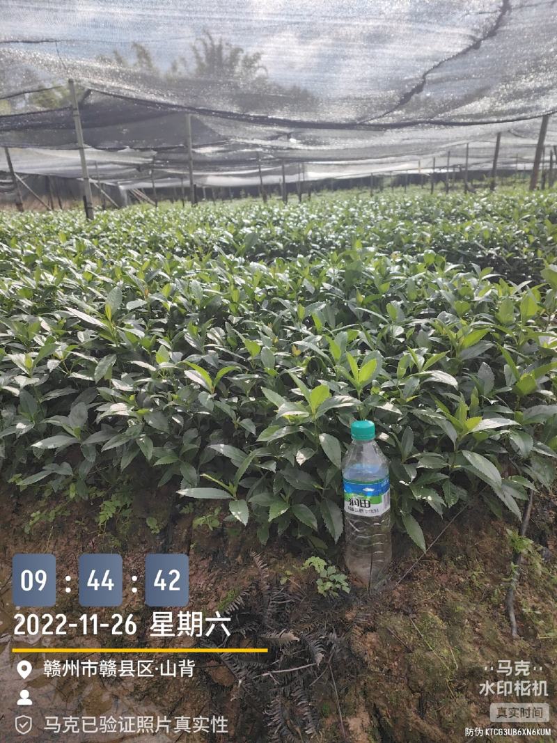 草珊瑚种子2023年新鲜饱满免费提供育苗种植技术保成活率