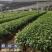 草珊瑚种子2023年新鲜饱满免费提供育苗种植技术保成活率