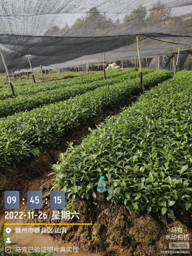 草珊瑚种子2023年新鲜饱满免费提供育苗种植技术保成活率