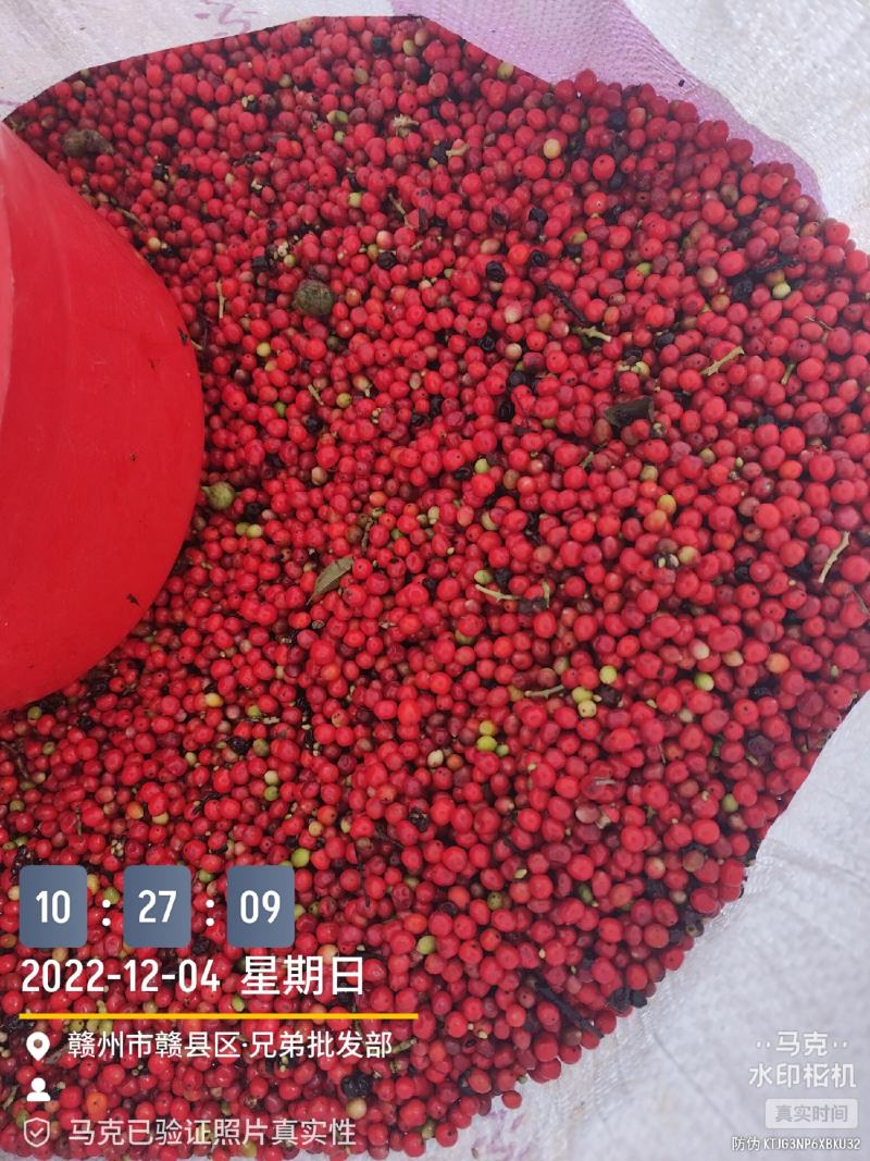 草珊瑚种子2023年新鲜饱满免费提供育苗种植技术保成活率