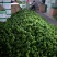 麻辣椒10-15厘米青中辣质量好有亮度