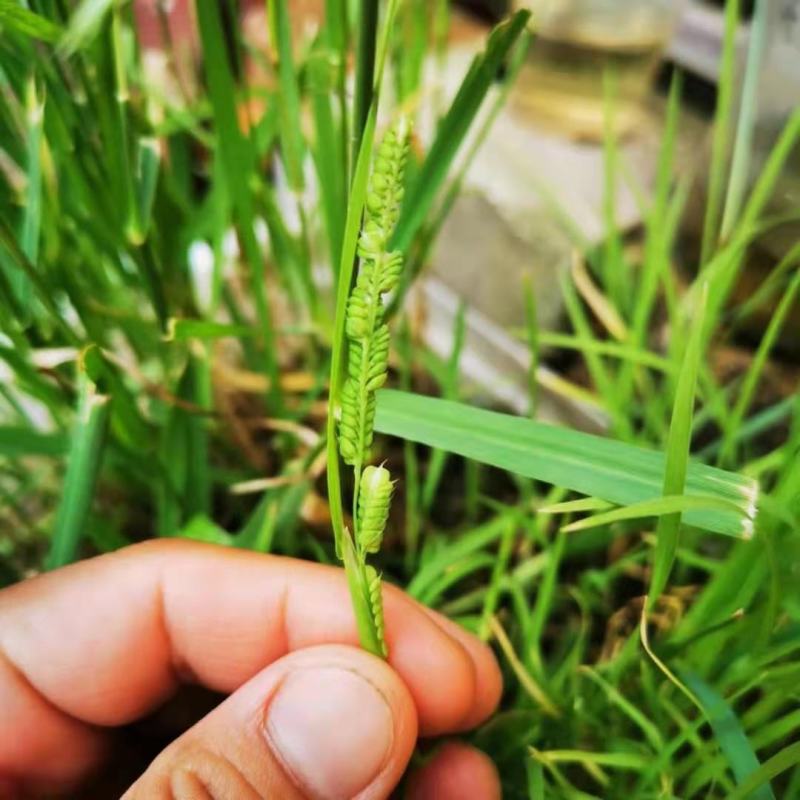 棒棒草，小龙虾养殖水草苦梗草菵草水粺籽耐寒低温挺水水草种