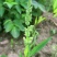 棒棒草，小龙虾养殖水草苦梗草菵草水粺籽耐寒低温挺水水草种