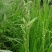 棒棒草，小龙虾养殖水草苦梗草菵草水粺籽耐寒低温挺水水草种