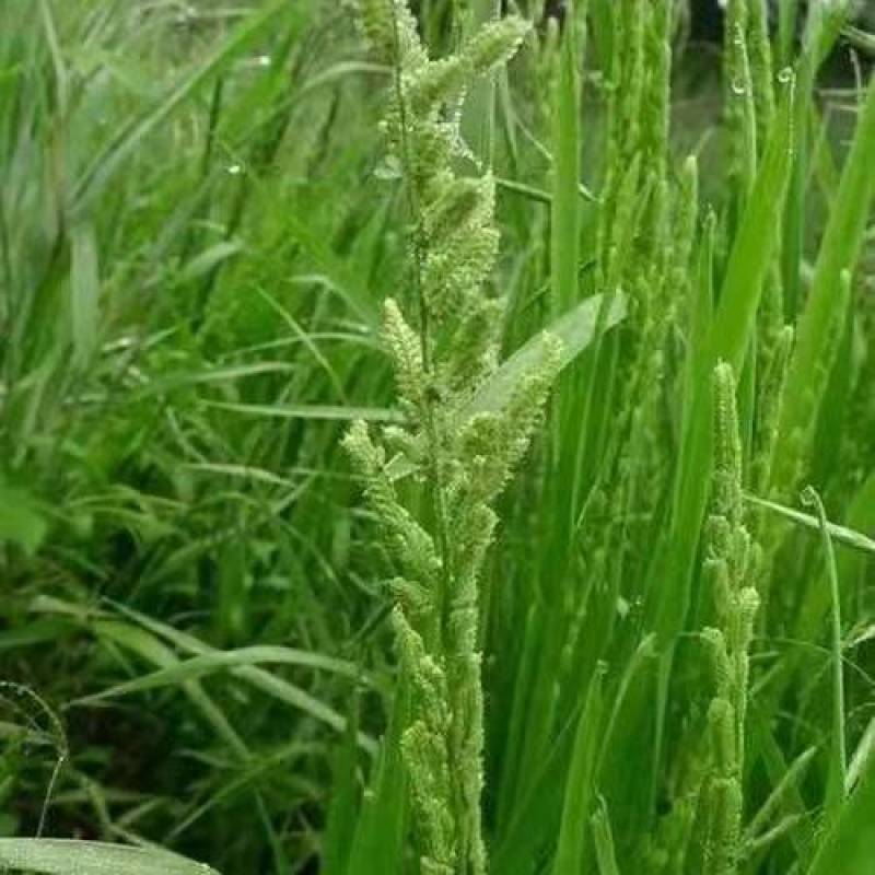 棒棒草，小龙虾养殖水草苦梗草菵草水粺籽耐寒低温挺水水草种