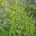 棒棒草，小龙虾养殖水草苦梗草菵草水粺籽耐寒低温挺水水草种