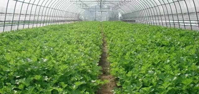 实验室检测人员正在进行山芹营养成分分析