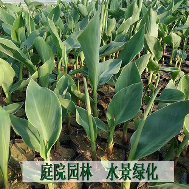 混色美人蕉种子四季秋播室内阳台盆栽易种多年生花卉种子花草