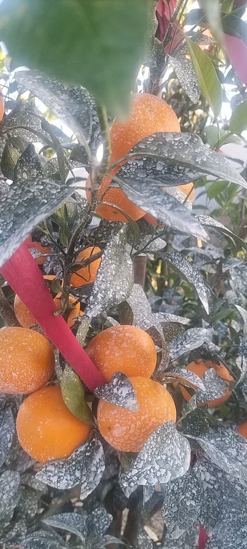 云南高原沃柑，精品沃柑新鲜供应，电商货大量上市产地直发