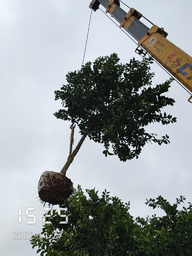 8公分的香橼树，药用全年供应，支持线上保障交易