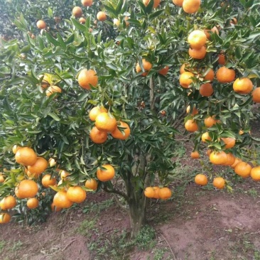 碰柑，中果