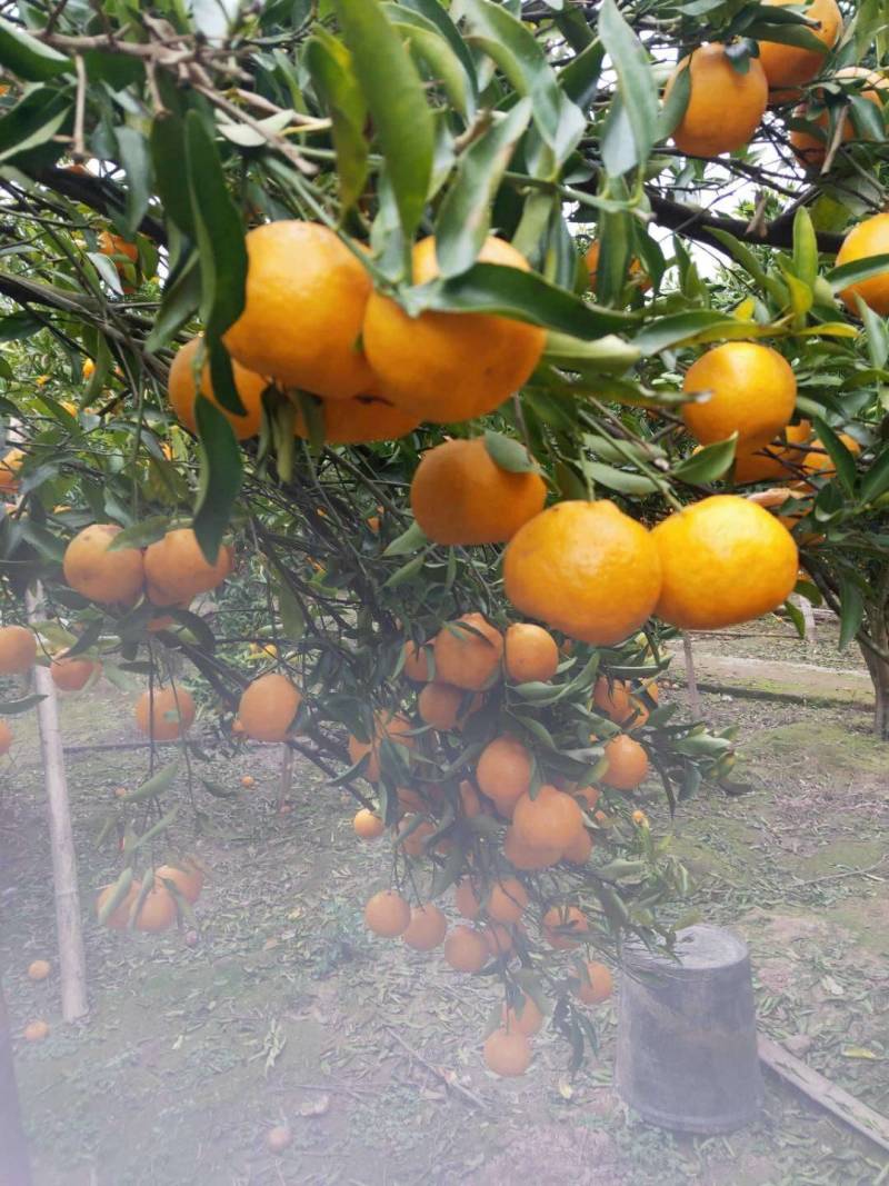碰柑，中果