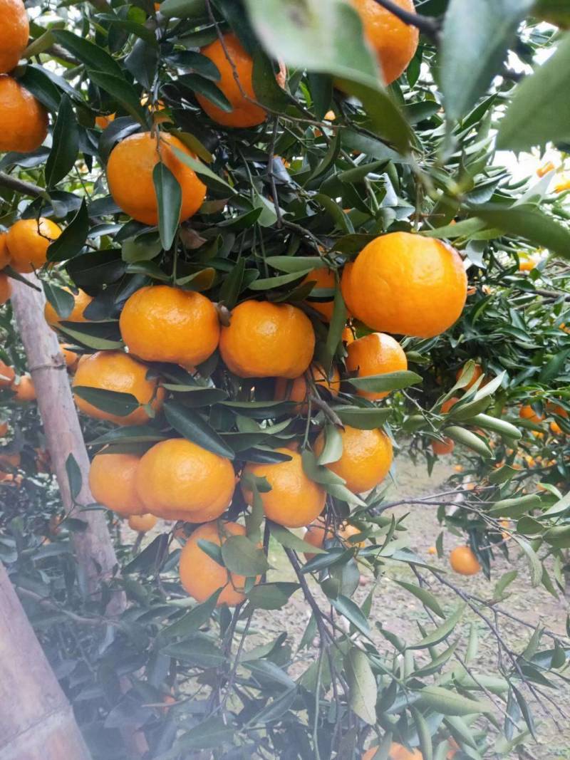 碰柑，中果