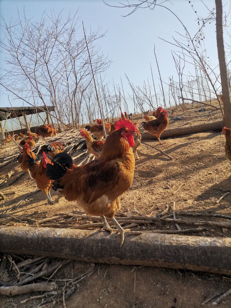 庄河纯粮食散养大骨鸡