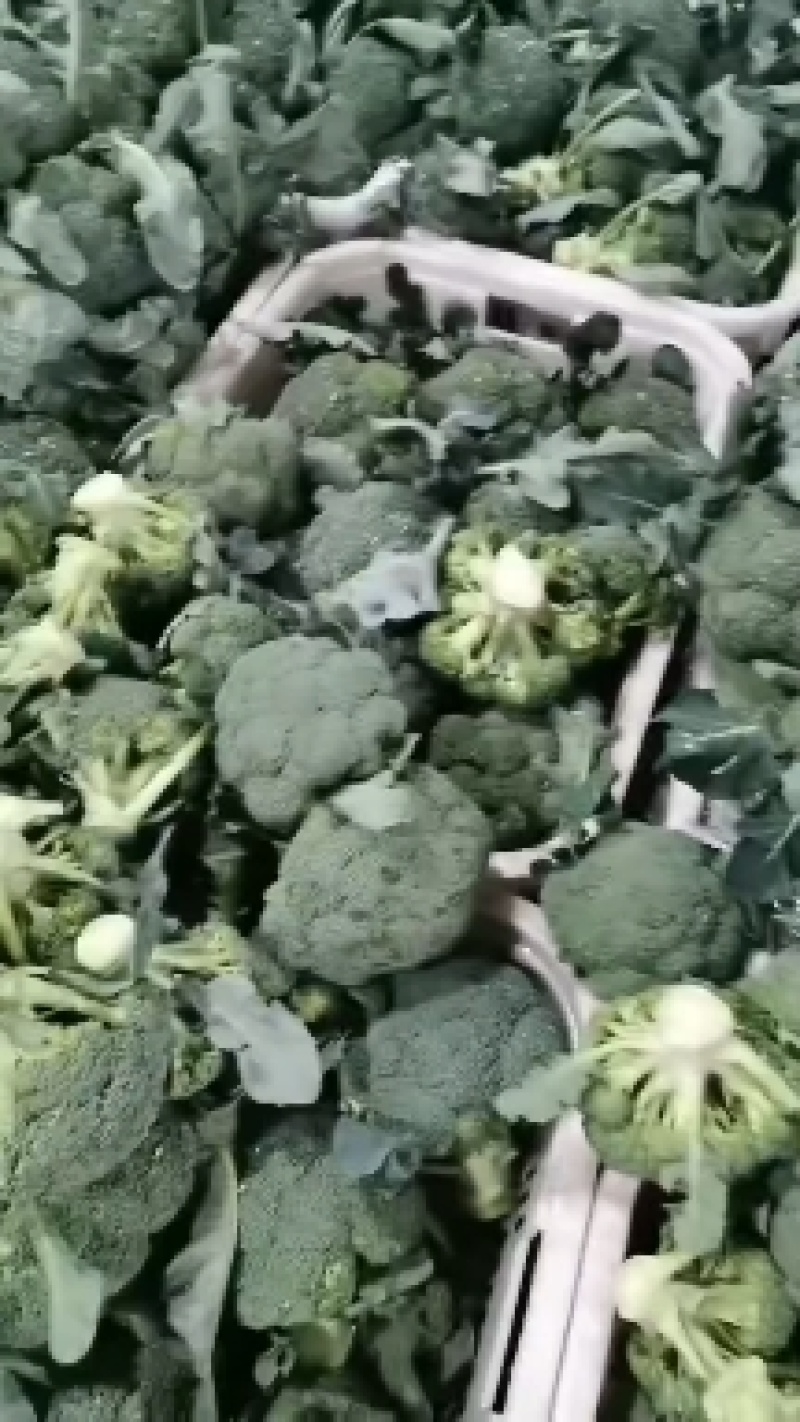 微笑面对蔬菜代办，有西兰花？，散花，有茄子，黄瓜，毛冬瓜
