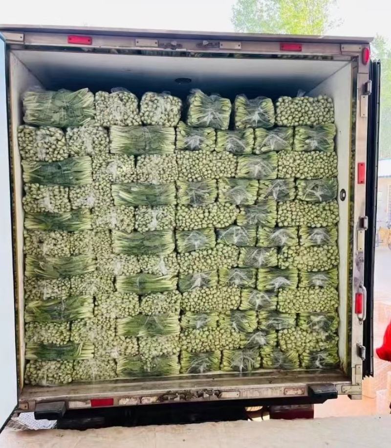 苏州青大量有货，基地供应，每天5万斤，欢迎来电骚扰