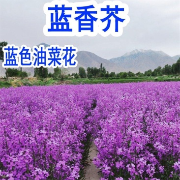 蓝香芥种子四季种易活开花不断多年生兰花种室外耐寒蓝色油菜
